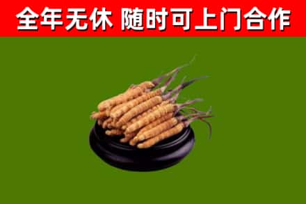 南丰回收冬虫夏草