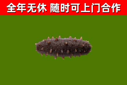 南丰回收海参干